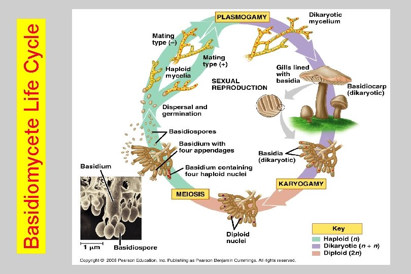 Basidiomycete Life Cycle 