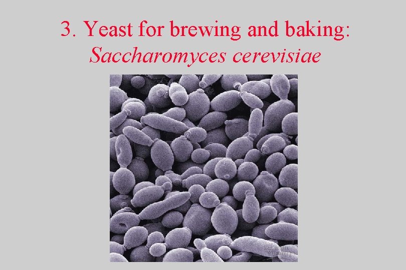 3. Yeast for brewing and baking: Saccharomyces cerevisiae 