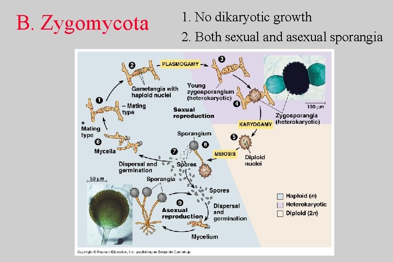B. Zygomycota 1. No dikaryotic growth 2. Both sexual and asexual sporangia 