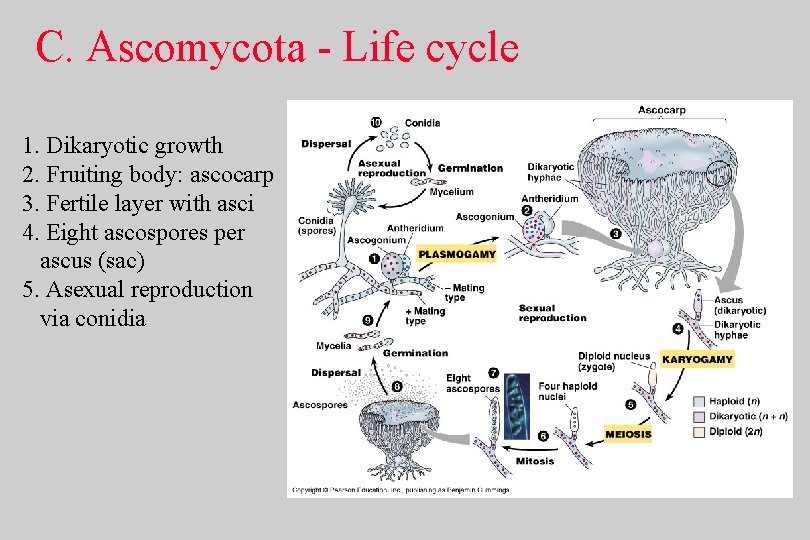 C. Ascomycota - Life cycle 1. Dikaryotic growth 2. Fruiting body: ascocarp 3. Fertile