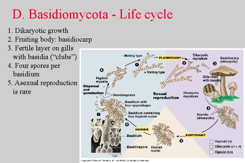 D. Basidiomycota - Life cycle 1. Dikaryotic growth 2. Fruiting body: basidiocarp 3. Fertile
