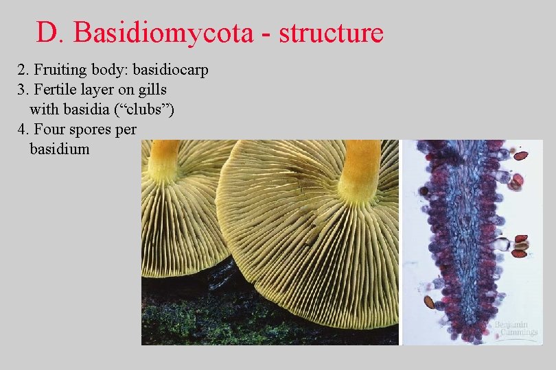 D. Basidiomycota - structure 2. Fruiting body: basidiocarp 3. Fertile layer on gills with