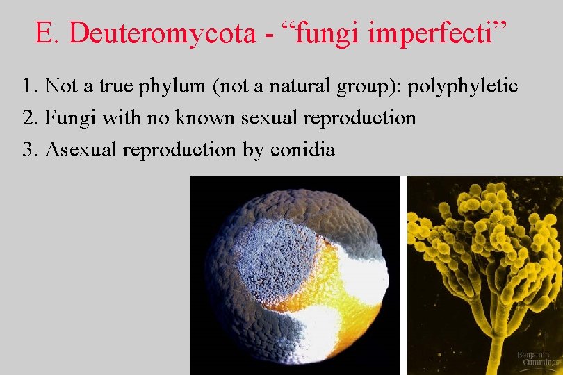 E. Deuteromycota - “fungi imperfecti” 1. Not a true phylum (not a natural group):