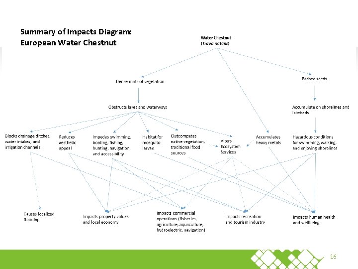 Summary of Impacts Diagram: European Water Chestnut 16 