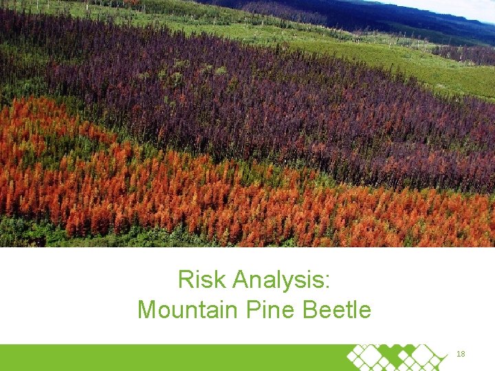 Risk Analysis: Mountain Pine Beetle 18 