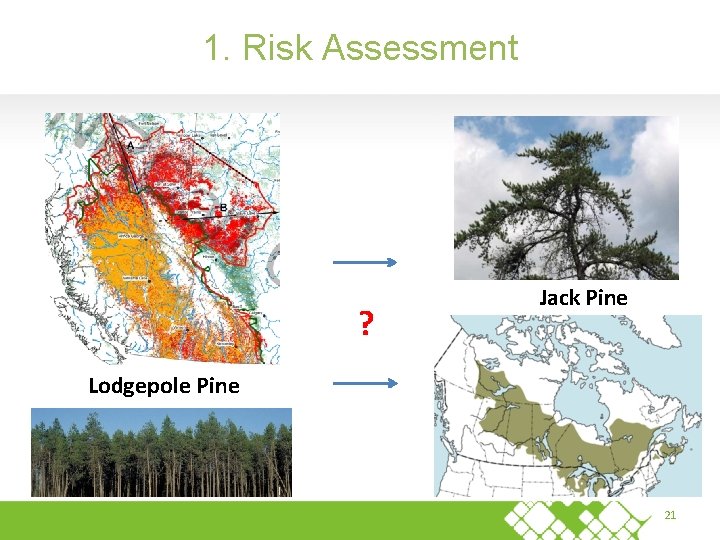 1. Risk Assessment ? Jack Pine Lodgepole Pine 21 