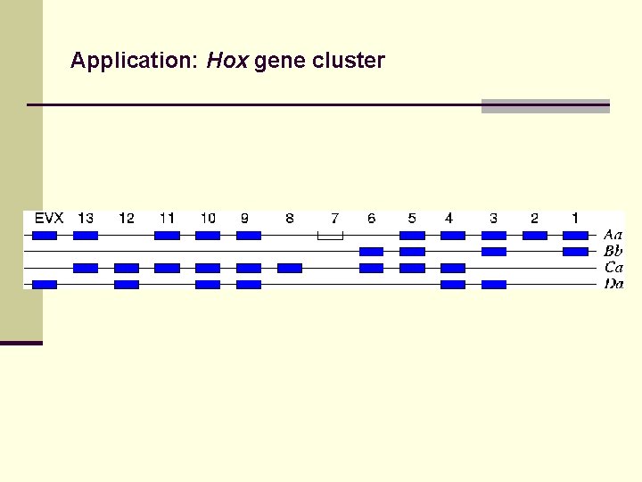 Application: Hox gene cluster 