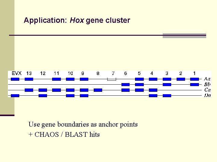 Application: Hox gene cluster Use gene boundaries as anchor points + CHAOS / BLAST