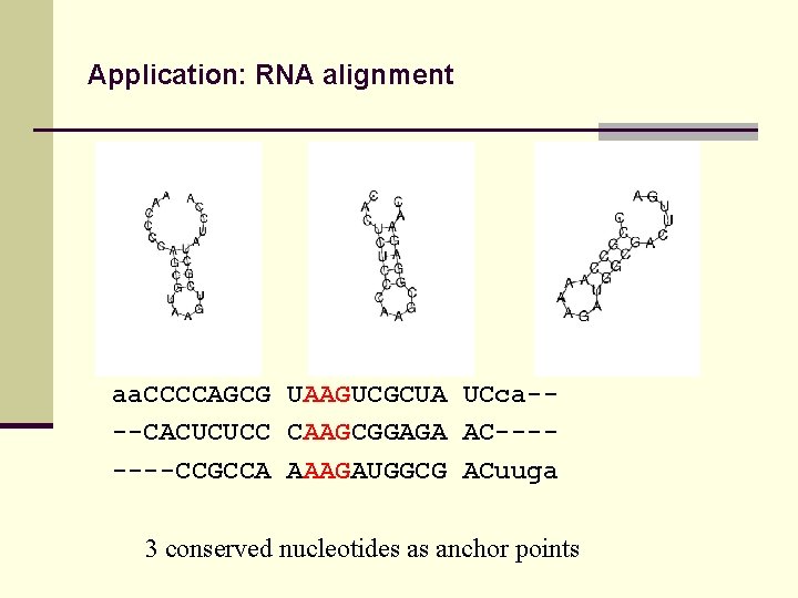 Application: RNA alignment aa. CCCCAGCG UAAGUCGCUA UCca---CACUCUCC CAAGCGGAGA AC-------CCGCCA AAAGAUGGCG ACuuga 3 conserved nucleotides