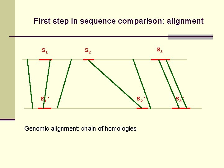 First step in sequence comparison: alignment S 1’ S 3 S 2’ Genomic alignment: