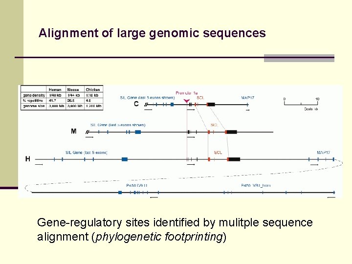 Alignment of large genomic sequences Gene-regulatory sites identified by mulitple sequence alignment (phylogenetic footprinting)
