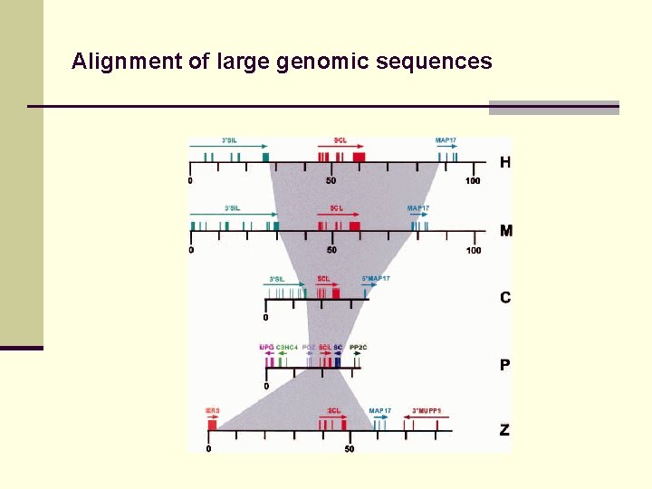 Alignment of large genomic sequences 