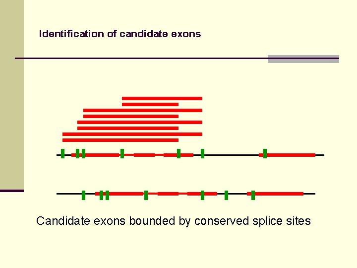 Identification of candidate exons Candidate exons bounded by conserved splice sites 
