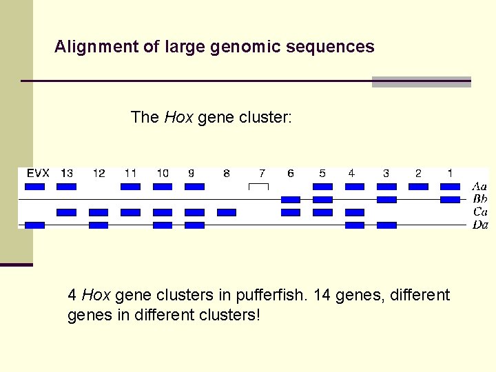 Alignment of large genomic sequences The Hox gene cluster: 4 Hox gene clusters in