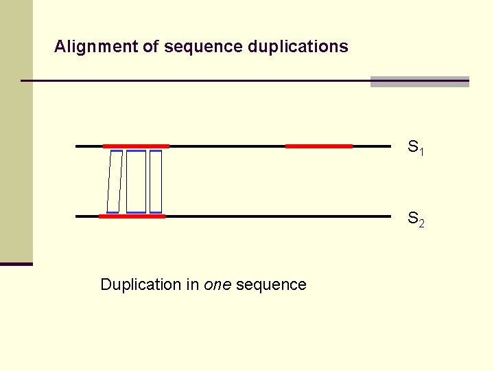 Alignment of sequence duplications S 1 S 2 Duplication in one sequence 