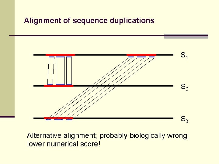 Alignment of sequence duplications S 1 S 2 S 3 Alternative alignment; probably biologically