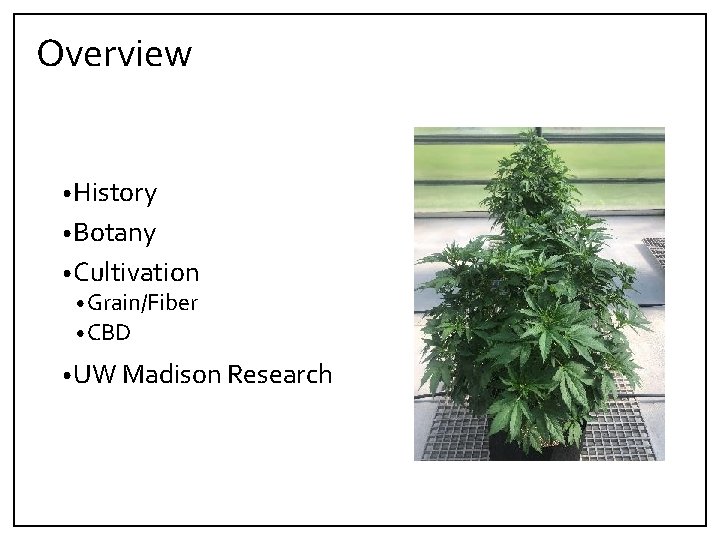 Overview • History • Botany • Cultivation • Grain/Fiber • CBD • UW Madison