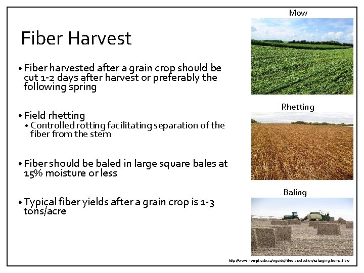 Mow Fiber Harvest • Fiber harvested after a grain crop should be cut 1‐
