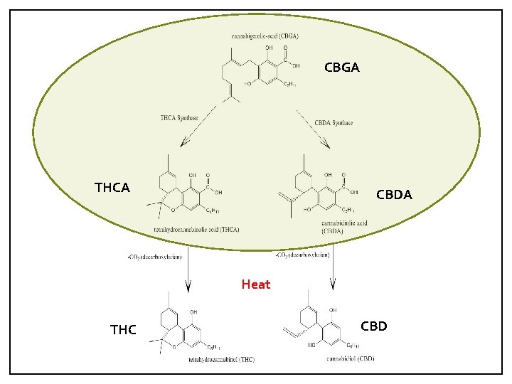 CBGA THCA CBDA Heat THC CBD 