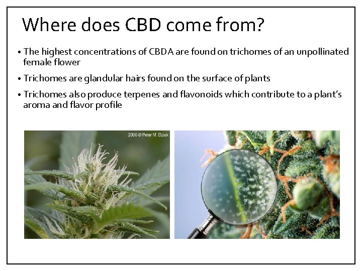 Where does CBD come from? • The highest concentrations of CBDA are found on