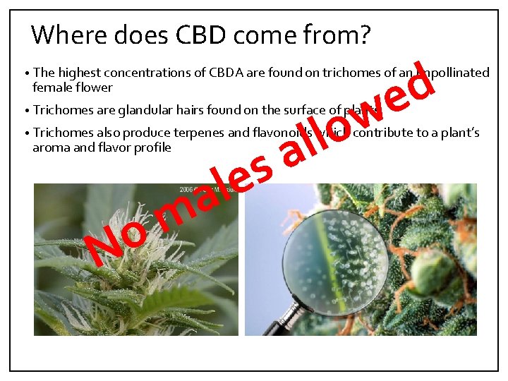 Where does CBD come from? d e • The highest concentrations of CBDA are