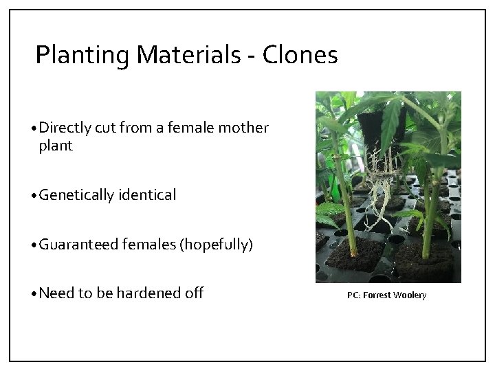 Planting Materials ‐ Clones • Directly cut from a female mother plant • Genetically