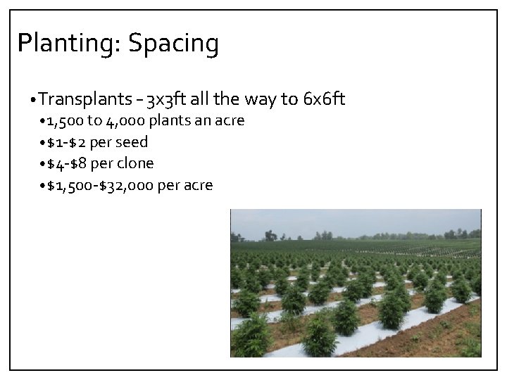 Planting: Spacing • Transplants – 3 x 3 ft all the way to 6