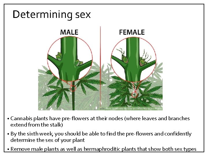 Determining sex • Cannabis plants have pre‐flowers at their nodes (where leaves and branches