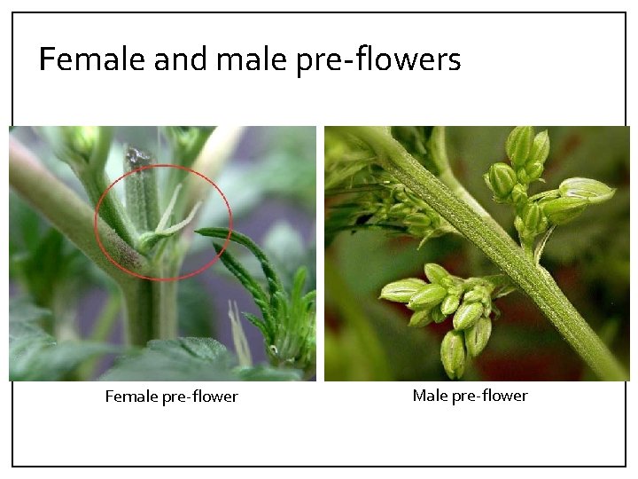 Female and male pre‐flowers Female pre‐flower Male pre‐flower 