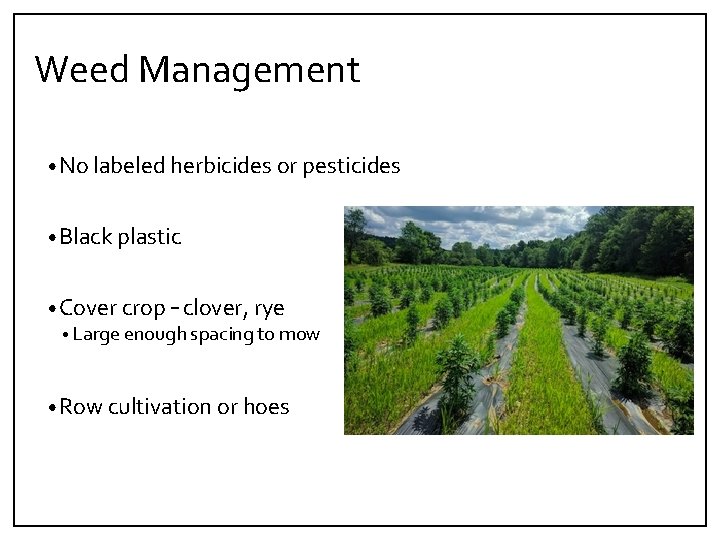 Weed Management • No labeled herbicides or pesticides • Black plastic • Cover crop
