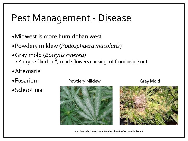 Pest Management ‐ Disease • Midwest is more humid than west • Powdery mildew