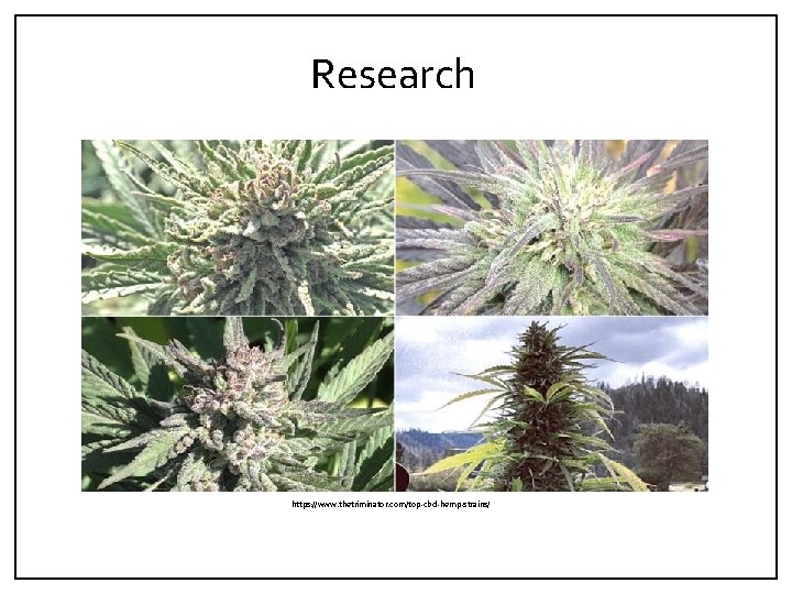 Research https: //www. thetriminator. com/top‐cbd‐hemp‐strains/ 
