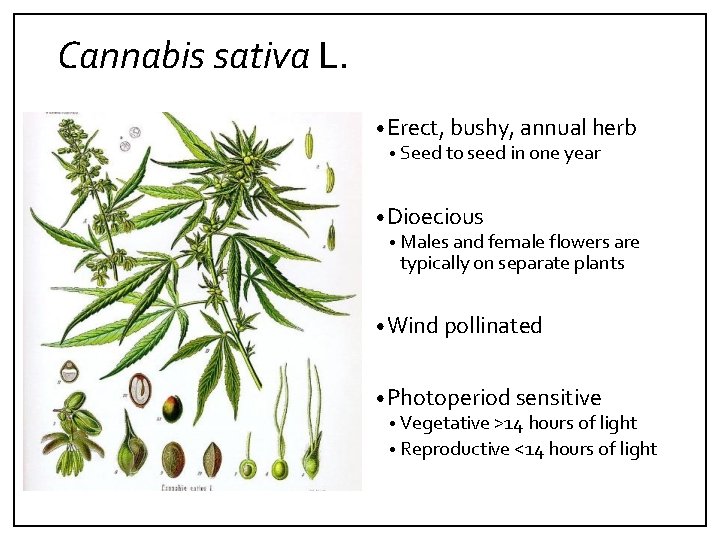 Cannabis sativa L. • Erect, bushy, annual herb • Seed to seed in one