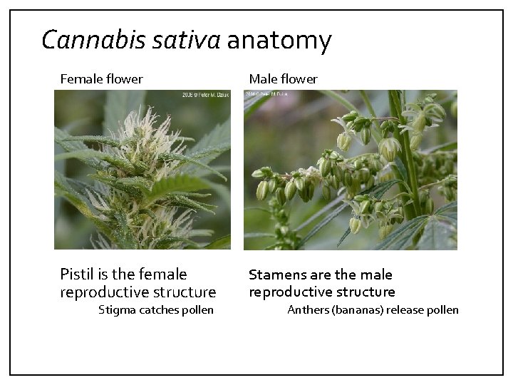 Cannabis sativa anatomy Female flower Male flower Pistil is the female reproductive structure Stamens
