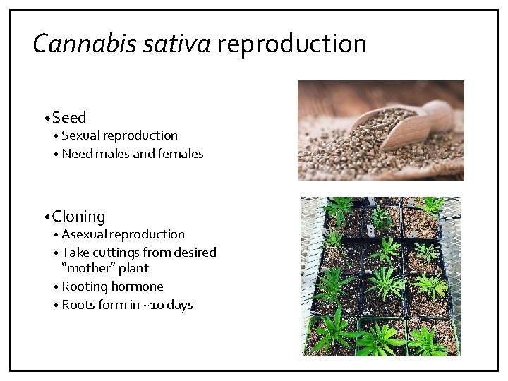 Cannabis sativa reproduction • Seed • Sexual reproduction • Need males and females •