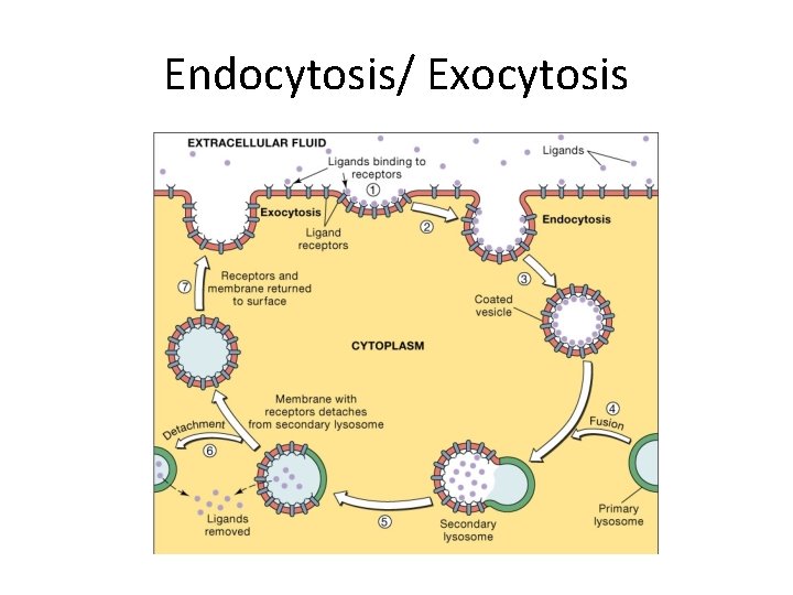 Endocytosis/ Exocytosis 