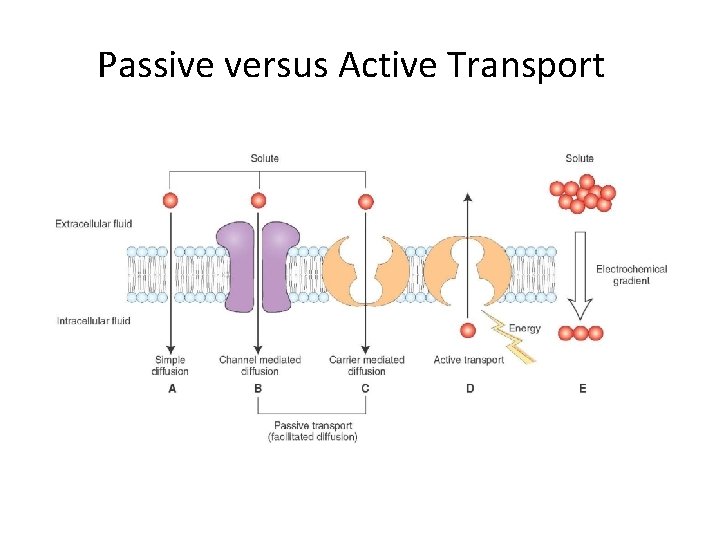 Passive versus Active Transport 