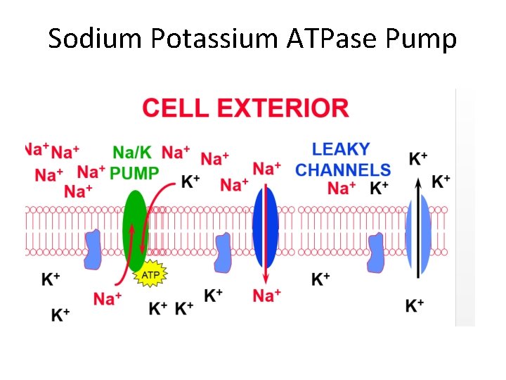 Sodium Potassium ATPase Pump 