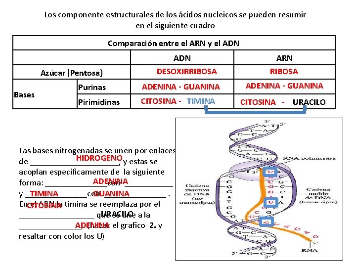 Los componente estructurales de los ácidos nucleicos se pueden resumir en el siguiente cuadro