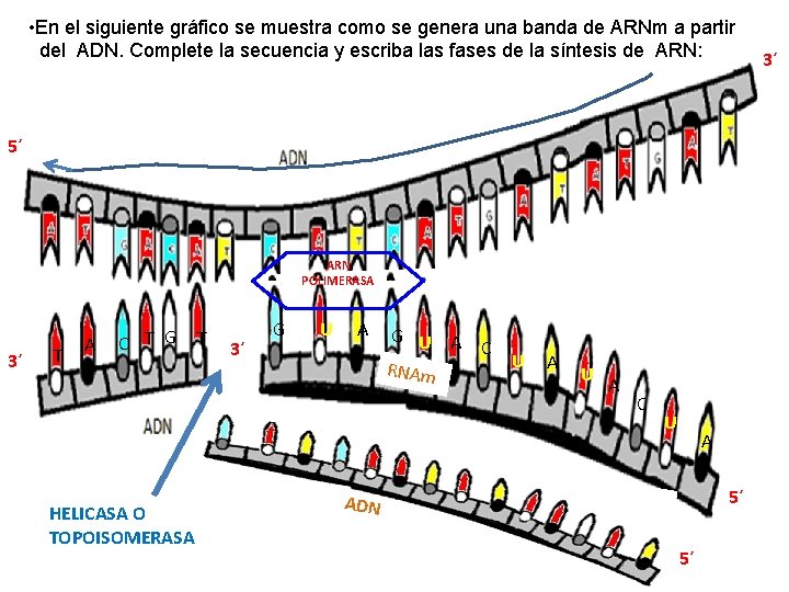  • En el siguiente gráfico se muestra como se genera una banda de