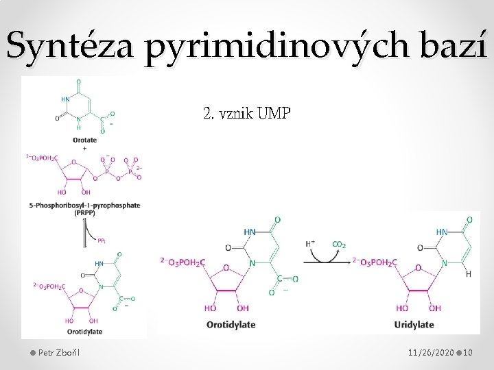 Syntéza pyrimidinových bazí 2. vznik UMP Petr Zbořil 11/26/2020 10 