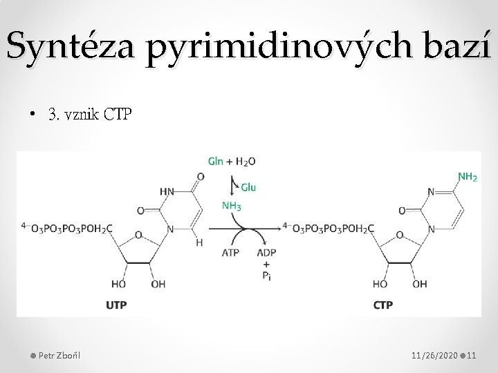 Syntéza pyrimidinových bazí • 3. vznik CTP Petr Zbořil 11/26/2020 11 