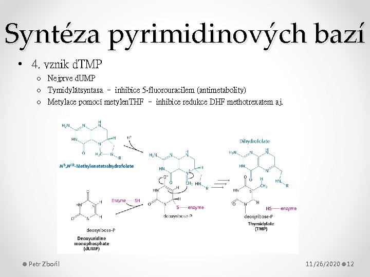 Syntéza pyrimidinových bazí • 4. vznik d. TMP o Nejprve d. UMP o Tymidylátsyntasa