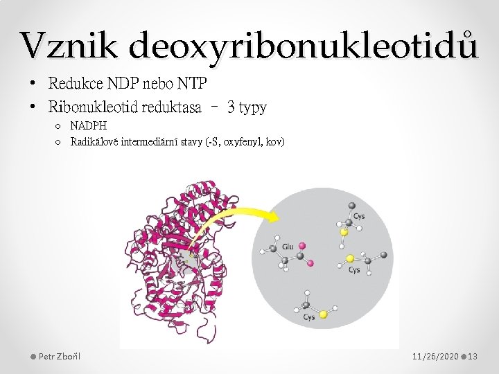 Vznik deoxyribonukleotidů • Redukce NDP nebo NTP • Ribonukleotid reduktasa – 3 typy o