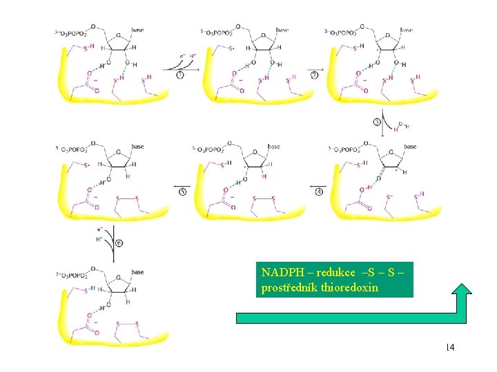 NADPH – redukce –S – prostředník thioredoxin 14 