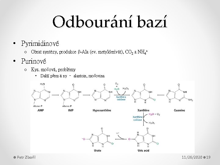 Odbourání bazí • Pyrimidinové o Obrat syntézy, produkce -Ala (ev. metylderivát), CO 2 a