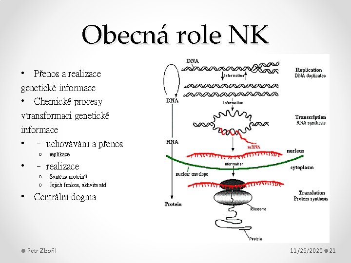 Obecná role NK • Přenos a realizace genetické informace • Chemické procesy vtransformaci genetické