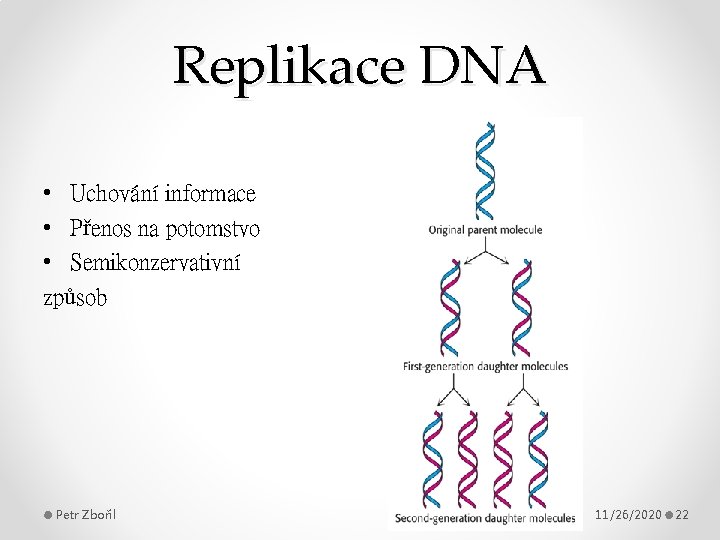 Replikace DNA • Uchování informace • Přenos na potomstvo • Semikonzervativní způsob Petr Zbořil