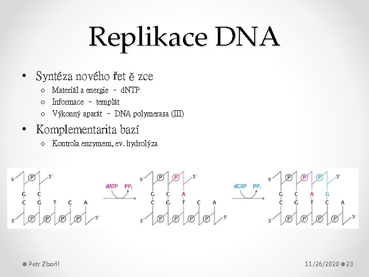 Replikace DNA • Syntéza nového řetězce o Materiál a energie – d. NTP o