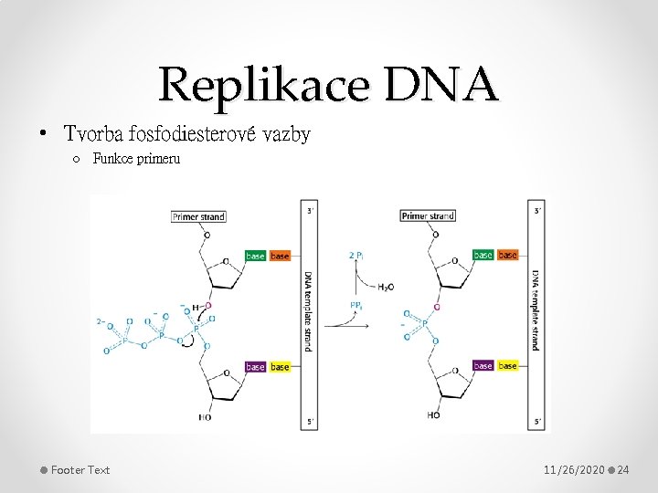 Replikace DNA • Tvorba fosfodiesterové vazby o Funkce primeru Footer Text 11/26/2020 24 